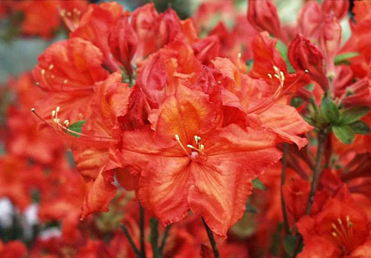 Азалия «Feuerwerk» (Azalea «Feuerwerk»)