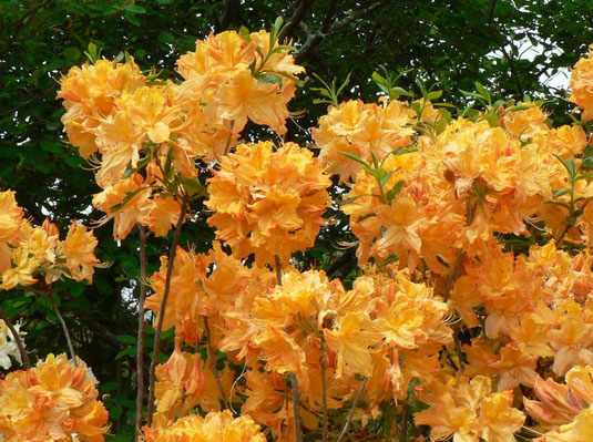Азалия «Gold Lights» (Azalea «Gold Lights»)