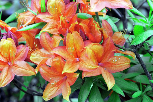 Азалия Knapp Hill «Golden Eagle» (Azalea Knapp Hill «Golden Eagle»)