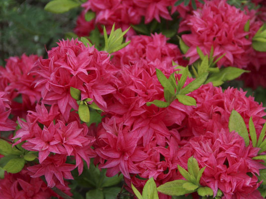 Азалия Knapp Hill «Homebush» (Azalea Knapp Hill «Homebush»)