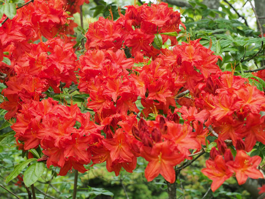 Азалия Knapp Hill «Hotspur Red» (Azalea Knapp Hill «Hotspur Red»)