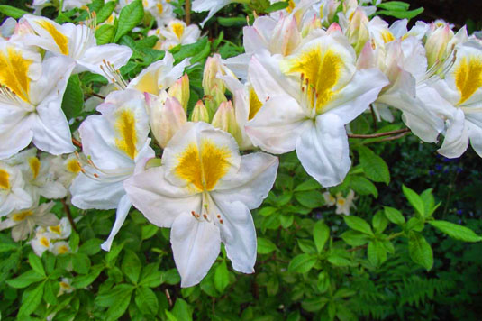 Азалия «Persil» (Azalea «Persil»)