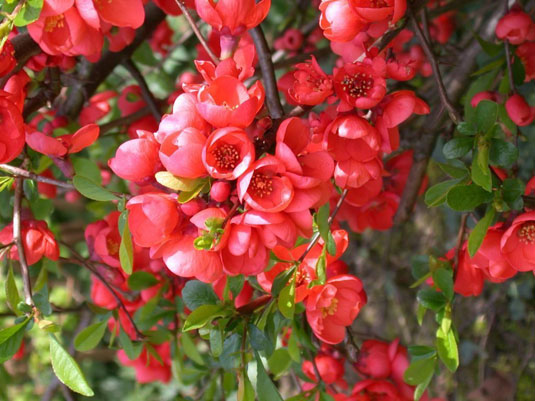 Айва прекрасная «Rubra» (Chaenomeles speciosa Rubra»)