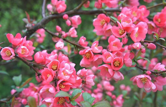 Айва средняя «Pink Lady» (Chaenomeles superba «Pink Lady»)