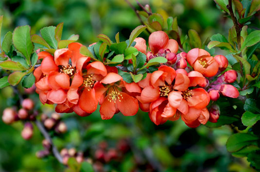 Айва японская (Chaenomeles japonica)