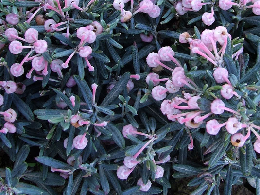 Андромеда многолистная «Blue Ice» (Andromeda polifolia «Blue Ice»)