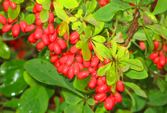 Барбарис амурский (Berberis amurense)