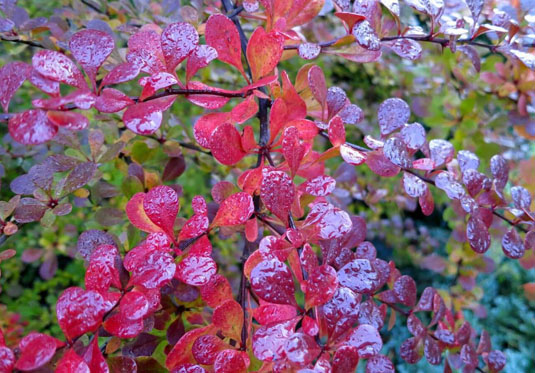 Барбарис обыкновенный «Atropurpurea» (Berberis vulgaris «Atropurpurea»)