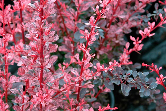 Барбарис Тунберга «Rose Glow» (Berberis thunbergii «Rose Glow»)