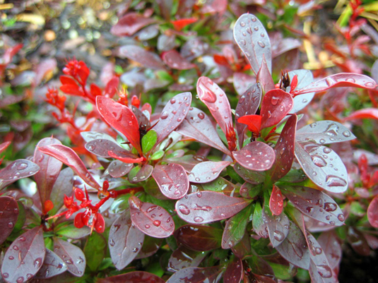 Барбарис Тунберга «Bagatelle» (Berberis thunbergii «Bagatelle»)