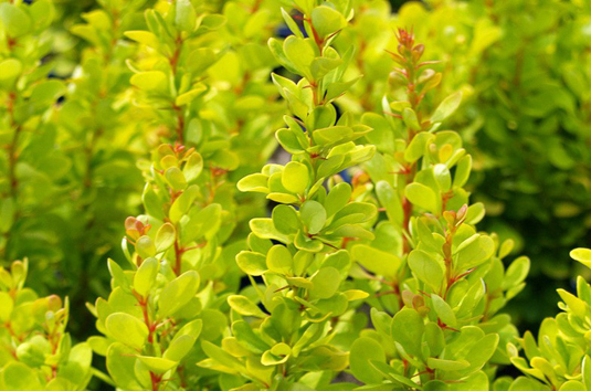 Барбарис Тунберга «Golden Rocket» (Berberis thunbergii «Golden Rocket»)