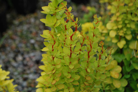 Барбарис Тунберга «Golden Torch» (Berberis thunbergii «Golden Touch»)