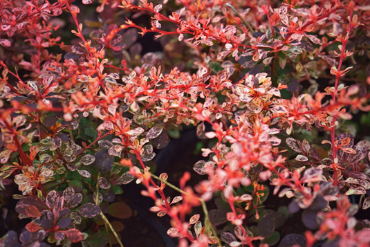 Барбарис Тунберга «Harlequin» (Berberis thunbergii «Harlequin»)