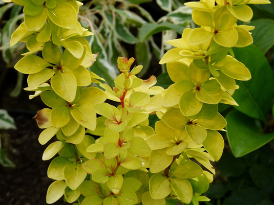 Барбарис Тунберга «Maria» (Berberis tunbergii «Maria»)