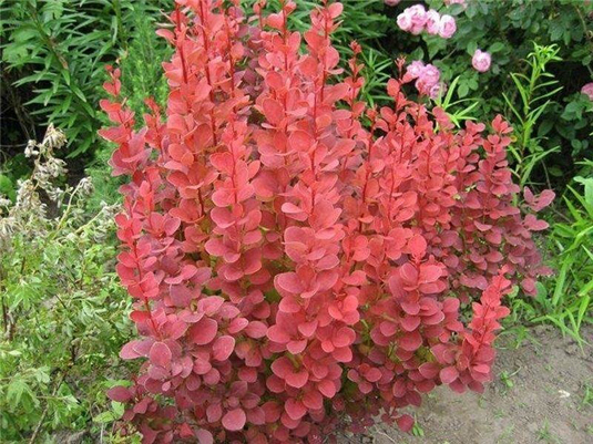 Барбарис Тунберга «Red Rocket» (Berberis thunbergii «Red Rocket»)
