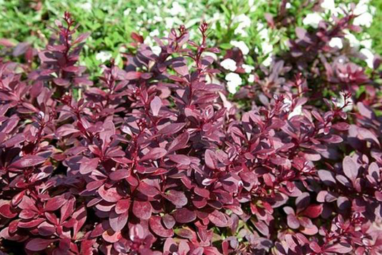 Барбарис Тунберга «Rеd Сhief» (Berberis thunbergii «Red Chief»)