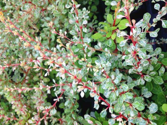 Барбарис Тунберга «Silver Beauty» (Berberis thunbergii «Silver Beauty»)