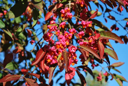 Бересклет европейский «Red Cascade» (Euonymus europaeus «Red Cascade»)