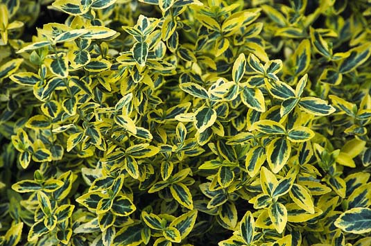 Бересклет Форчуна «Emerald'n Gold» (Euonimus Fortunei «Emarald'n Gold»)