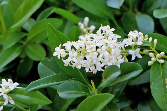 Бирючина обыкновенная (Ligustrum vulgare)