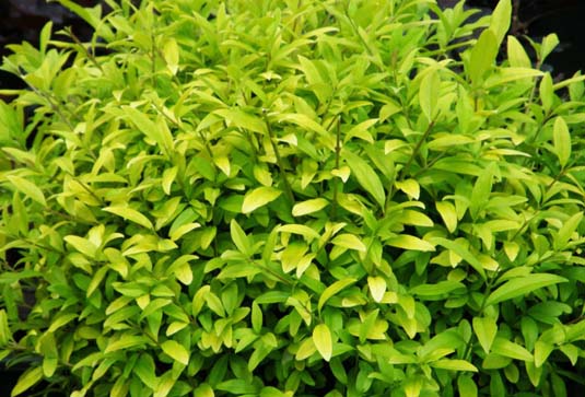 Бирючина обыкновенная «Aurea» (Ligustrum vulgare «Aurea»)