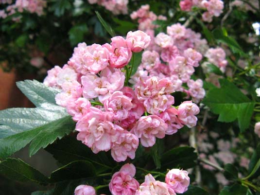 Боярышник морденский «Toba» (Crataegus х mordenensis «Toba»)