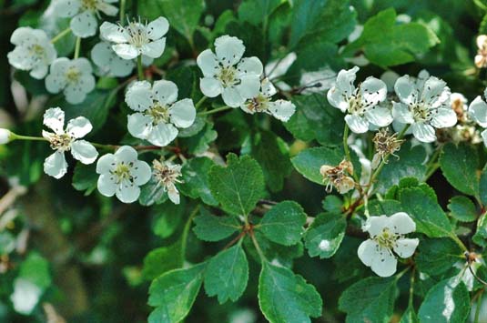 Боярышник обыкновенный (колючий) (Crataegus laevigata)