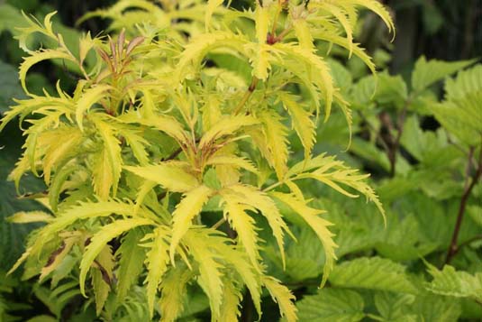 Бузина красная «Aurea» (Sambucus racemosa «Aurea»)