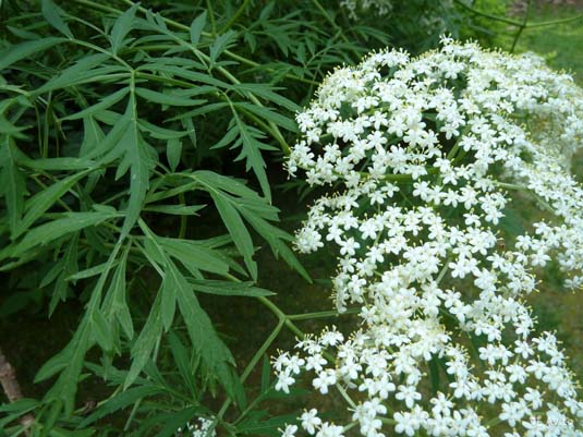 Бузина черная «Laciniata» (Sambucus nigra «Laciniata»)