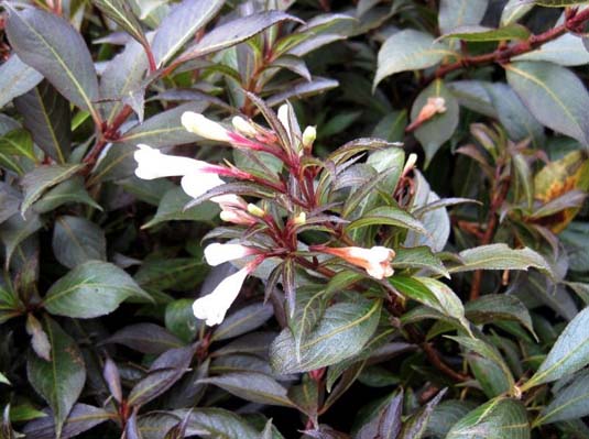 Вейгела «Black and White» (Weigela «Black and White»)