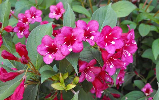 Вейгела «Bristol Ruby» (Weigela «Bristol Ruby»)