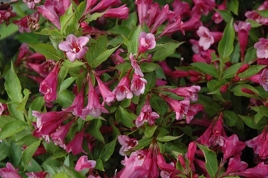 Вейгела «Minuet» (Weigela «Minuet»)