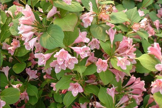 Вейгела «Rosea» (Weigela «Rosea»)