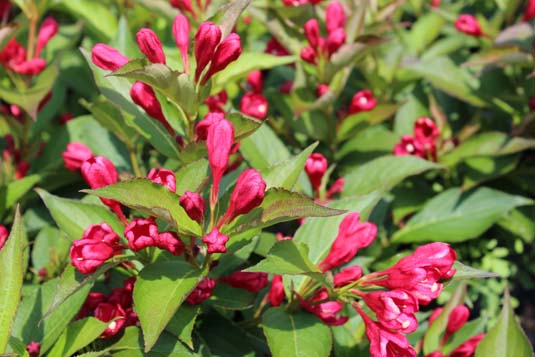 Вейгела цветущая «All Summer Red» (Weigela florida «All Summer Red»)