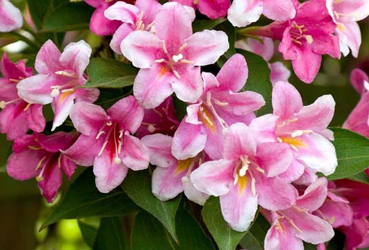 Вейгела цветущая «Boskoop Glory» (Weigela florida «Boskoop Glory»)