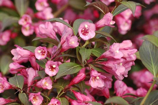 Вейгела цветущая «Nana Purpurea» (Weigela Florida «Nana Purpurea»)