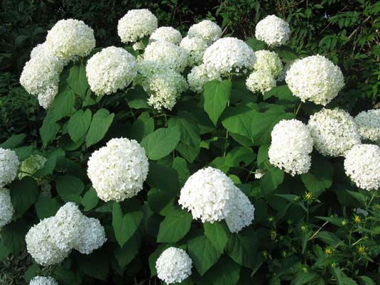 Гортензия древовидная (Hydrangea arborescens)