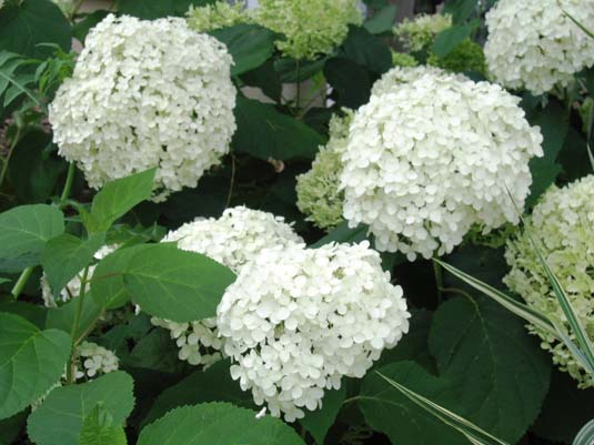 Гортензия древовидная «Hills of Snow» (Hydrangea arborescens «Hills of Snow»)