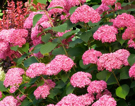 Гортензия древовидная «Invincibelle» (Hydrangea arborescens «Invincibelle»)