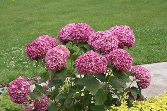 Гортензия древовидная «Magical Pinkerbell» (Hydrangea arborescens «Magical Pinkerbell»)