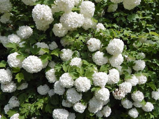 Гортензия древовидная «Strong Annabelle» (Hydrangea arborescens «Strong Annabelle»)
