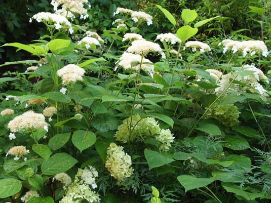 Гортензия древовидная «White Dome» (Hydrangea arborescens «White Dome»)