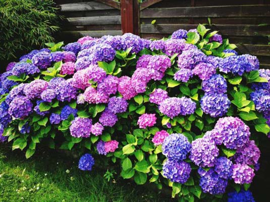 Гортензия крупнолистная «Endl. Sum. Blue Bloomstar» (Hydrangea m. «Endl.Sum. Blue Bloomstar»)