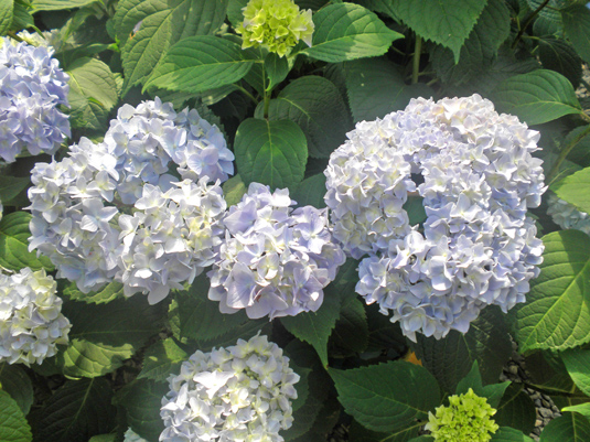 Гортензия крупнолистная «Endl. Summer White Bride» (Hydrangea m. «Endl. Summer White Bride»)