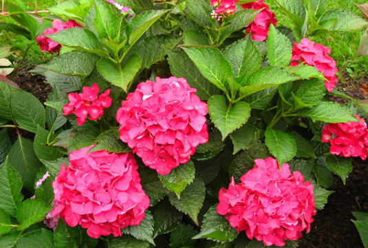 Гортензия крупнолистная «Forever&Ever White» (Hydrangea m. «Forever&Ever White»)