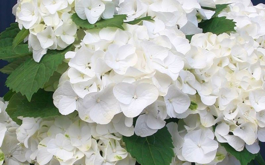 Гортензия крупнолистная «Forever&Ever White/Pink» (Hydrangea m. «Forever&Ever White/Pink»)