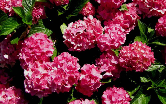 Гортензия крупнолистная «Forever&Ever White/Red» (Hydrangea m. «Forever&Ever White/Red»)