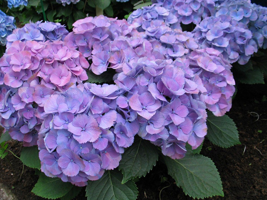Гортензия крупнолистная «Three Sisters» Blue (Hydrangea m. «Three Sisters» Blue)