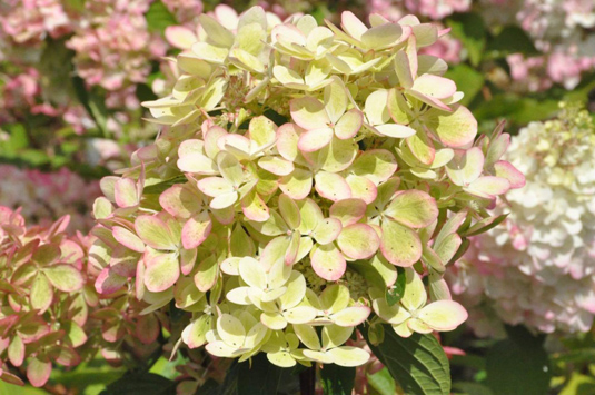 Гортензия крупнолистная «Three Sisters» Pastel (Hydrangea m. «Three Sisters» Pastel)