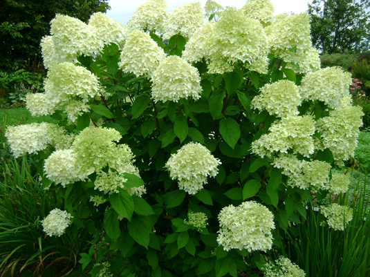 Гортензия метельчатая (Hydrangea paniculata)